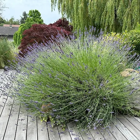 Maison De Charme Avec Jacuzzi Location 1 Ou 2 Semaines Debut Juillet 2026 * Preverenges